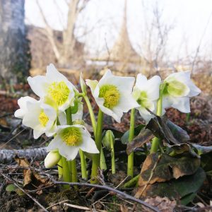 SCHNEEROSE SCHNEEROSE